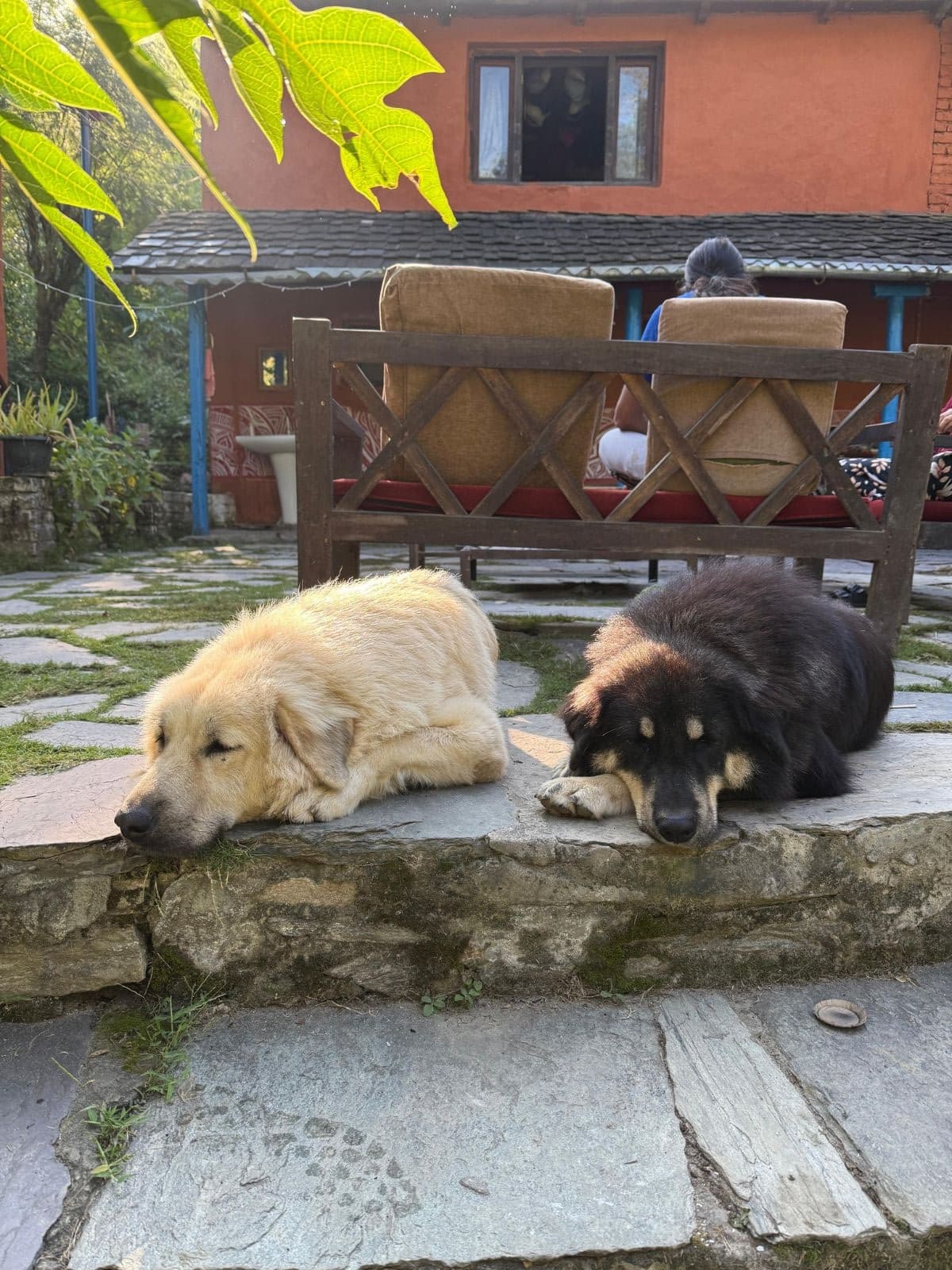 Pets at Shivanandi River Lodge